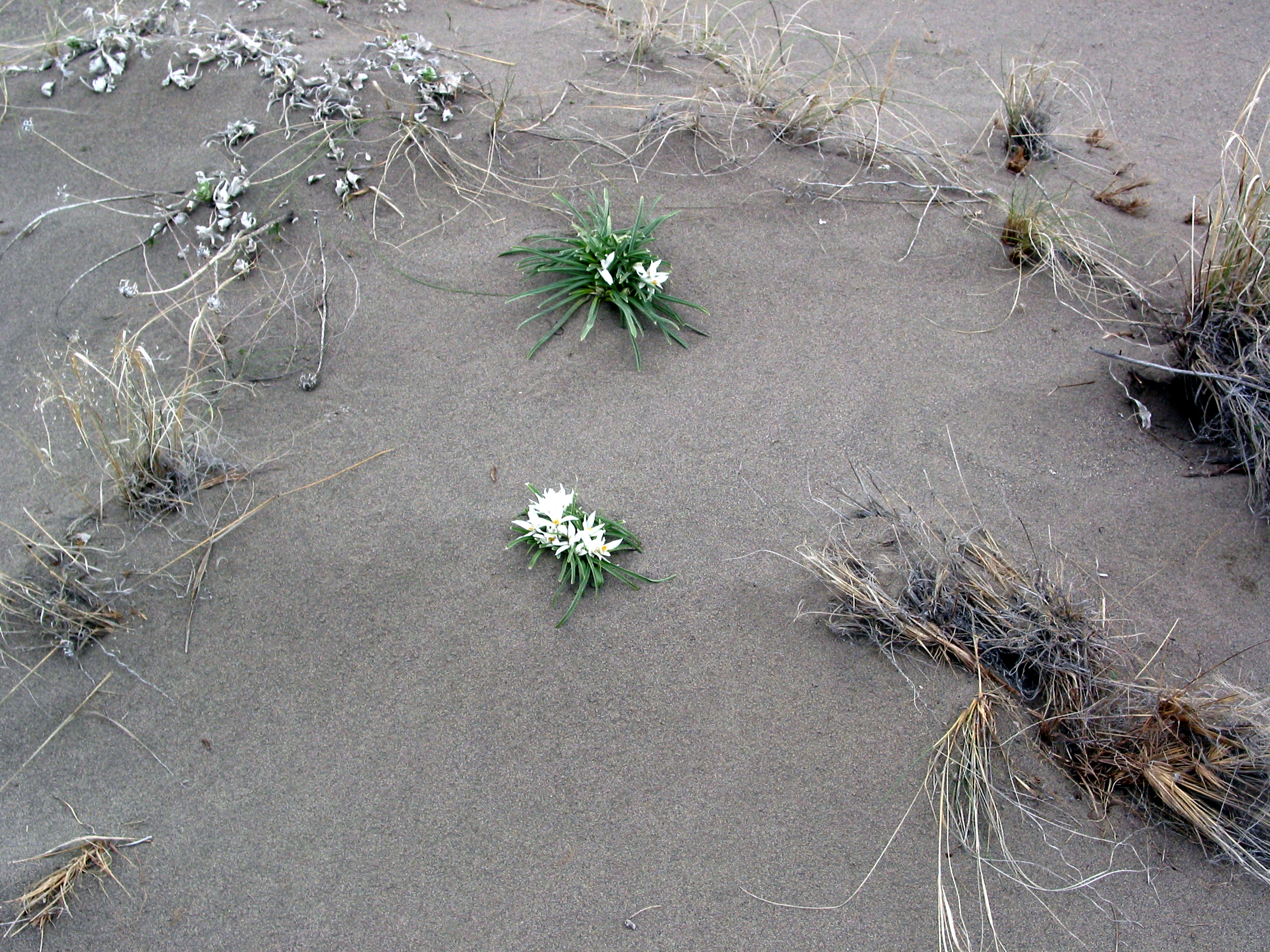 sand lily, star lily, mountain lily (Leucocrinum montanum)